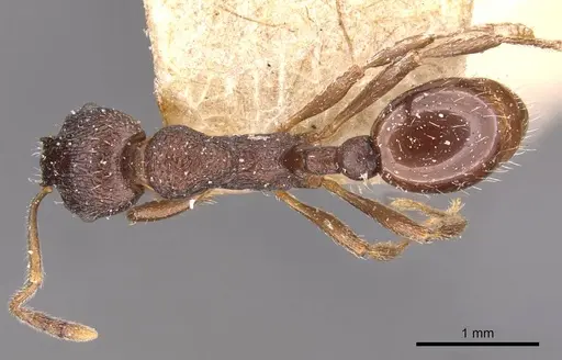 Myrmica smythiesii specimen CASENT0907657 image casent0907657_1