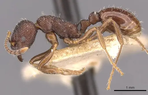 Myrmica smythiesii specimen CASENT0907657 image casent0907657_3