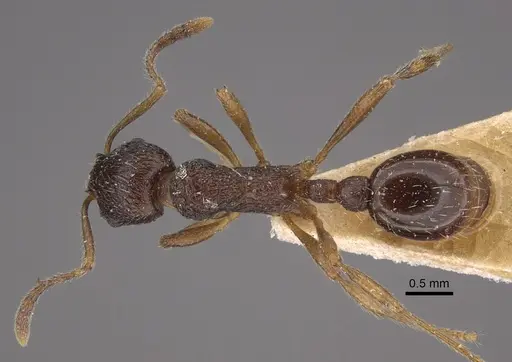 Myrmica smythiesii specimen CASENT0917747 image casent0917747_1