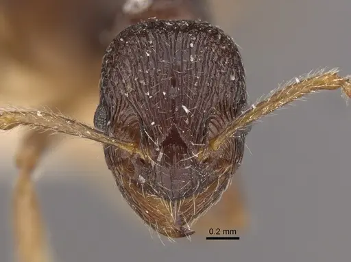Myrmica smythiesii specimen CASENT0917747 image casent0917747_2