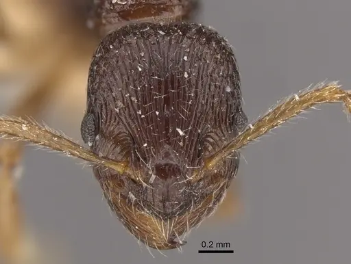 Myrmica smythiesii specimen CASENT0917747 image casent0917747_3