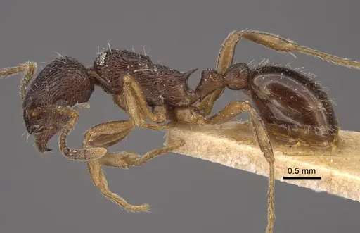 Myrmica smythiesii specimen CASENT0917747 image casent0917747_4