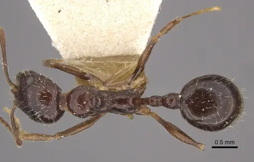 Myrmica smythiesii specimen CASENT0917751 image casent0917751_1