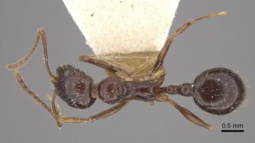 Myrmica smythiesii specimen CASENT0917751 image casent0917751_2