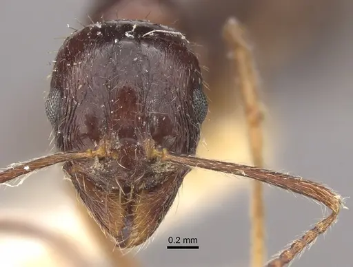 Myrmica smythiesii specimen CASENT0917751 image casent0917751_3
