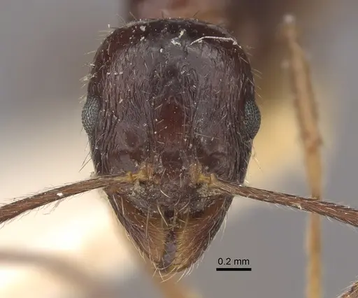 Myrmica smythiesii specimen CASENT0917751 image casent0917751_4