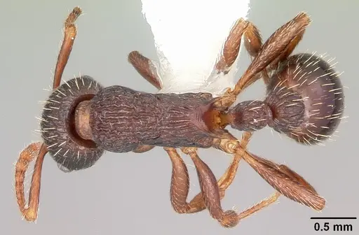 Myrmica spatulata specimen CASENT0104838 image casent0104838_1