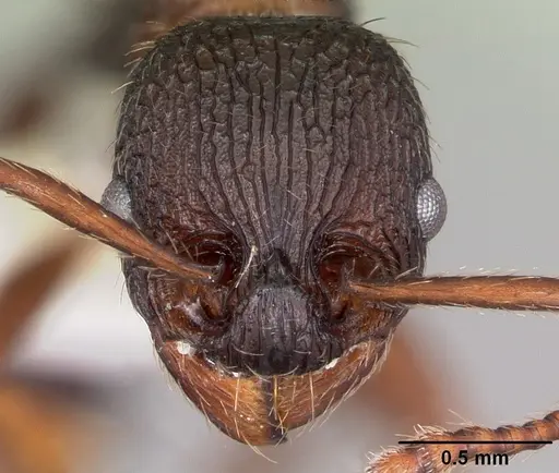 Myrmica spatulata specimen CASENT0104838 image casent0104838_2