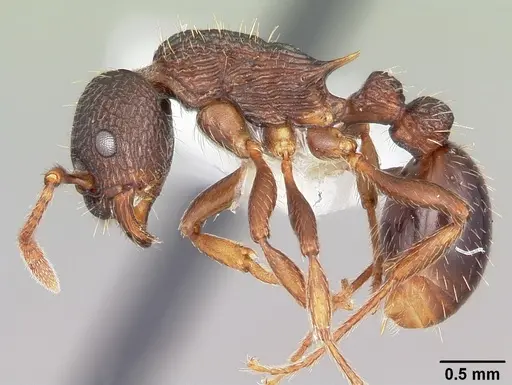 Myrmica spatulata specimen CASENT0104838 image casent0104838_3