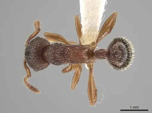 Myrmica spatulata specimen CASENT0651729 image casent0651729_1