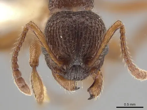 Myrmica spatulata specimen CASENT0651729 image casent0651729_2