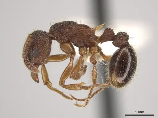 Myrmica spatulata specimen CASENT0651729 image casent0651729_3