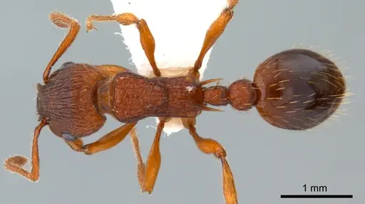 Myrmica specioides specimen ANTWEB1008079 image antweb1008079_1