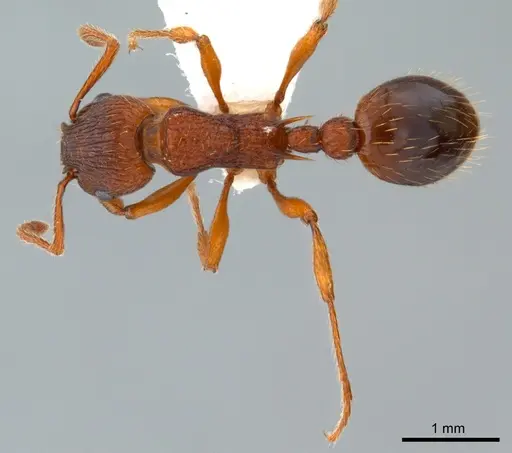 Myrmica specioides specimen ANTWEB1008079 image antweb1008079_2