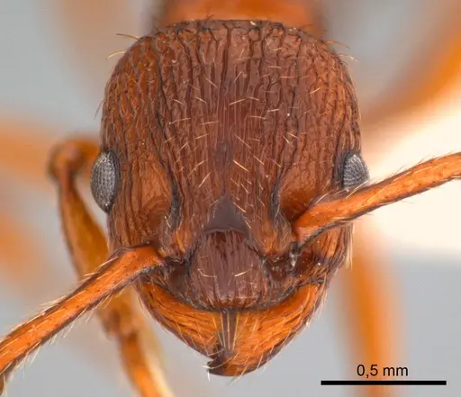 Myrmica specioides specimen ANTWEB1008079 image antweb1008079_3
