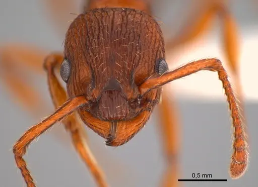 Myrmica specioides specimen ANTWEB1008079 image antweb1008079_4