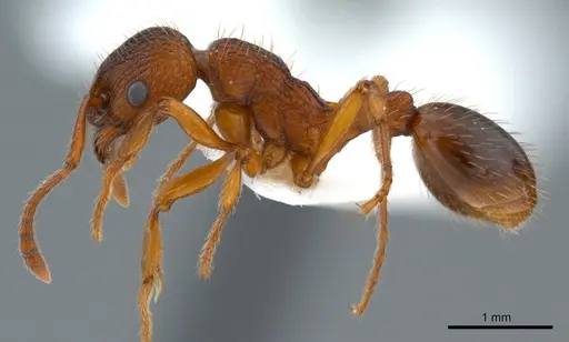 Myrmica specioides specimen ANTWEB1008079 image antweb1008079_5