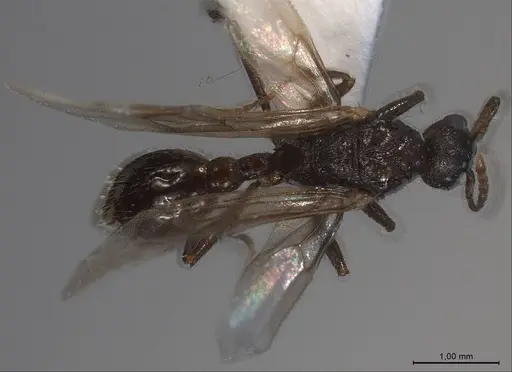 Myrmica specioides specimen ANTWEB1008450 image antweb1008450_1