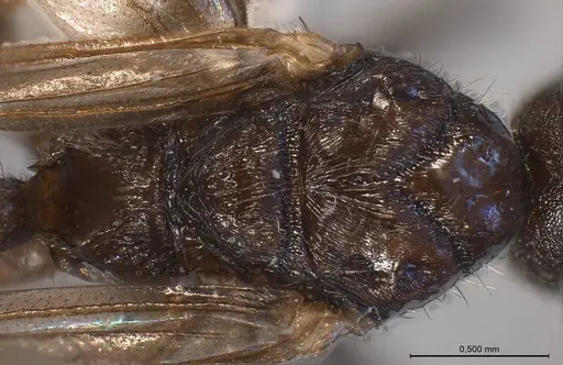 Myrmica specioides specimen ANTWEB1008450 image antweb1008450_2