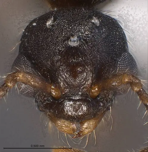 Myrmica specioides specimen ANTWEB1008450 image antweb1008450_3