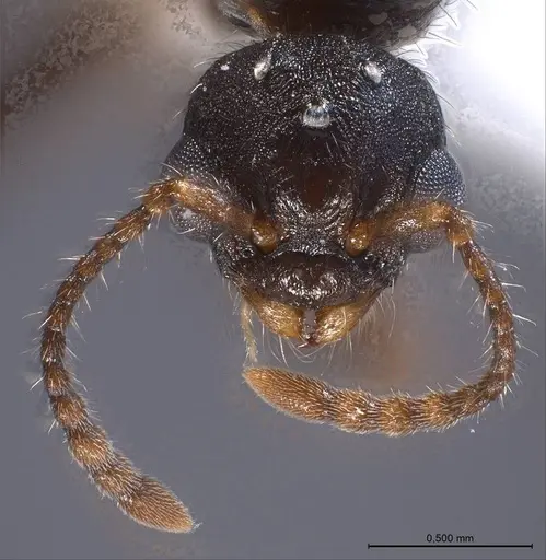 Myrmica specioides specimen ANTWEB1008450 image antweb1008450_4
