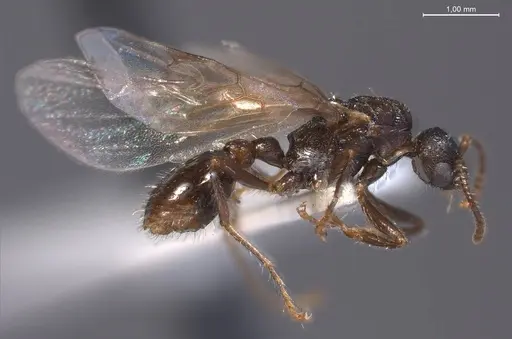 Myrmica specioides specimen ANTWEB1008450 image antweb1008450_5