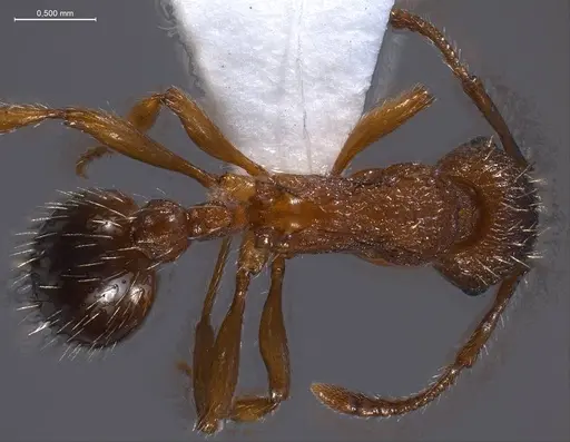 Myrmica specioides specimen ANTWEB1008451 image antweb1008451_1