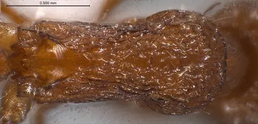 Myrmica specioides specimen ANTWEB1008451 image antweb1008451_2