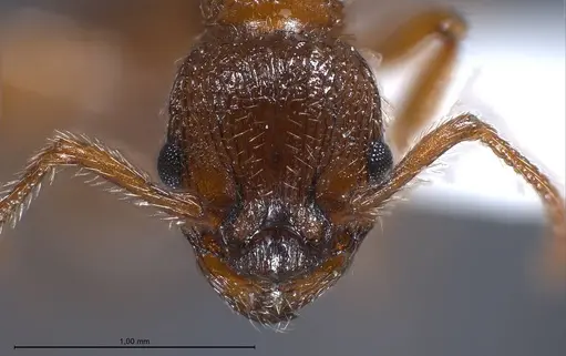 Myrmica specioides specimen ANTWEB1008451 image antweb1008451_4