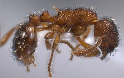 Myrmica specioides specimen ANTWEB1008451 image antweb1008451_5