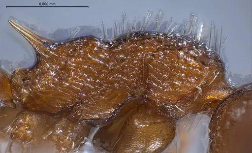 Myrmica specioides specimen ANTWEB1008451 image antweb1008451_6