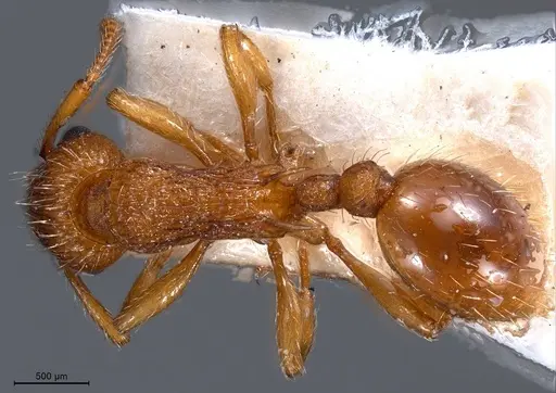 Myrmica specioides specimen ANTWEB1008458 image antweb1008458_1