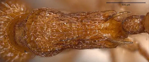 Myrmica specioides specimen ANTWEB1008458 image antweb1008458_2