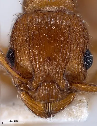 Myrmica specioides specimen ANTWEB1008458 image antweb1008458_3