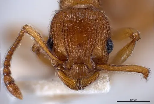 Myrmica specioides specimen ANTWEB1008458 image antweb1008458_4