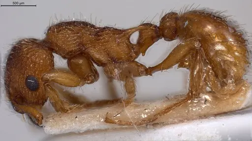 Myrmica specioides specimen ANTWEB1008458 image antweb1008458_5