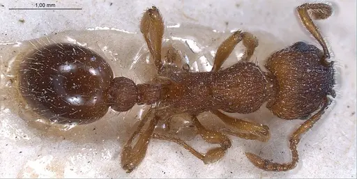 Myrmica specioides specimen ANTWEB1008463 image antweb1008463_1