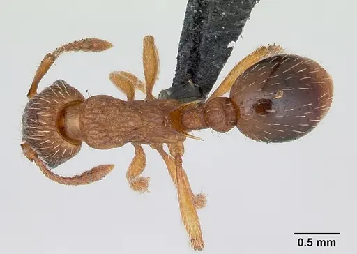 Myrmica specioides specimen CASENT0172726 image casent0172726_1
