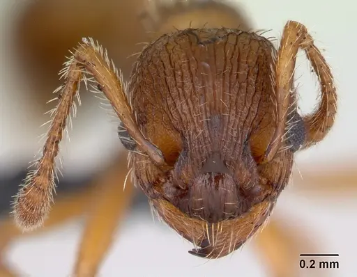 Myrmica specioides specimen CASENT0172726 image casent0172726_2