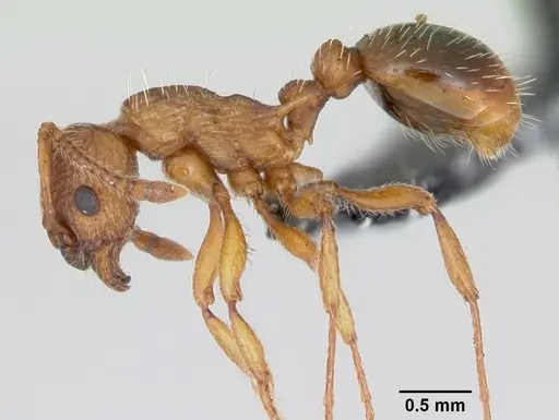 Myrmica specioides specimen CASENT0172726 image casent0172726_3