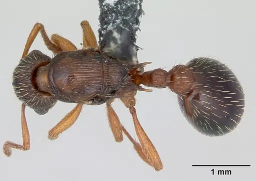 Myrmica specioides specimen CASENT0172727 image casent0172727_1
