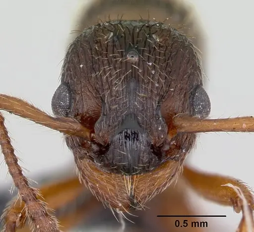 Myrmica specioides specimen CASENT0172727 image casent0172727_2
