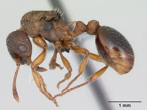 Myrmica specioides specimen CASENT0172727 image casent0172727_3
