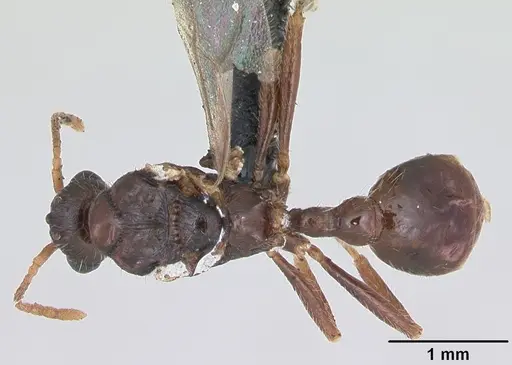 Myrmica specioides specimen CASENT0172729 image casent0172729_1