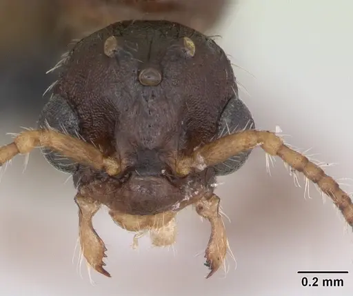 Myrmica specioides specimen CASENT0172729 image casent0172729_2