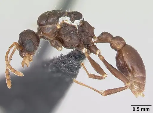 Myrmica specioides specimen CASENT0172729 image casent0172729_3