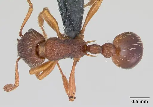 Myrmica specioides specimen CASENT0172730 image casent0172730_1