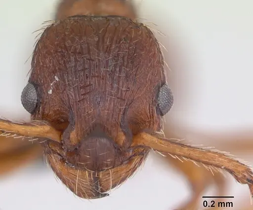 Myrmica specioides specimen CASENT0172730 image casent0172730_2