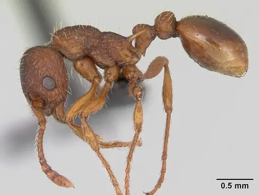 Myrmica specioides specimen CASENT0172730 image casent0172730_3