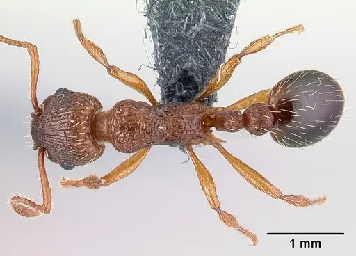 Myrmica specioides specimen CASENT0179915 image casent0179915_1